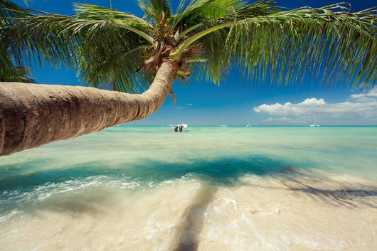 Beautiful Palm Tree over Wall Decal