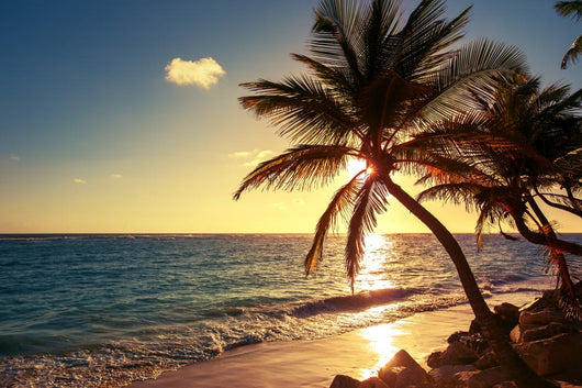 Sunny Tropical Palm Trees Wall Decal