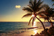 Sunny Tropical Palm Trees Wall Decal