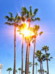 Sun behind Palms Wall Decal