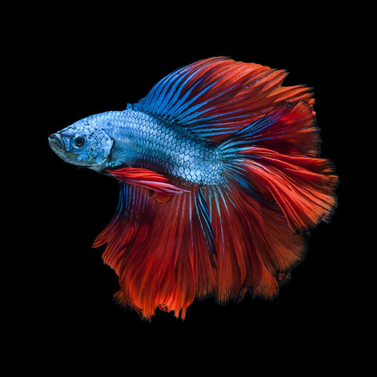 Capture Moving Moment Red-blue Wall Decal