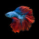 Capture Moving Moment Red-blue Wall Decal