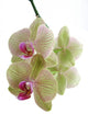 Orchid Wall Decal
