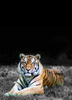 Tiger All Seiner Scha Wall Decal