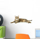 Beautiful Tabby Cat Wall Decal