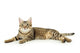 Beautiful Tabby Cat Wall Decal
