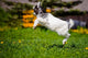 Adorable Goat Kid Jumping Wall Decal