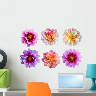 Six Dahlia Flowers Wall Decal shown on a wall