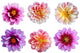 Six Dahlia Flowers Wall Decal