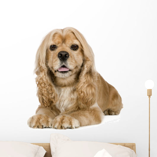 American Cocker Spaniel 3 Wall Decal