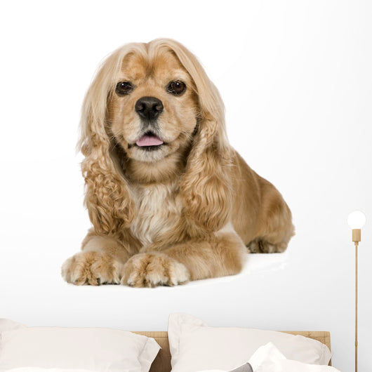 American Cocker Spaniel 3 Wall Decal