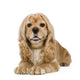 American Cocker Spaniel 3 Wall Decal