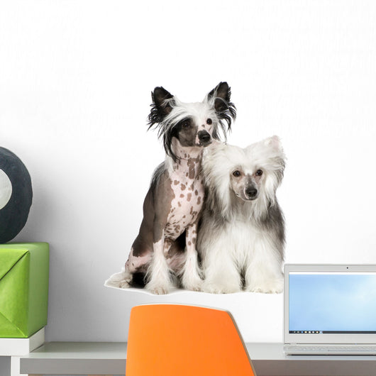 Chinese Crested Dog Powderpuff Wall Decal