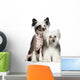 Chinese Crested Dog Powderpuff Wall Decal