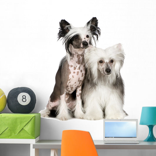 Chinese Crested Dog Powderpuff Wall Decal