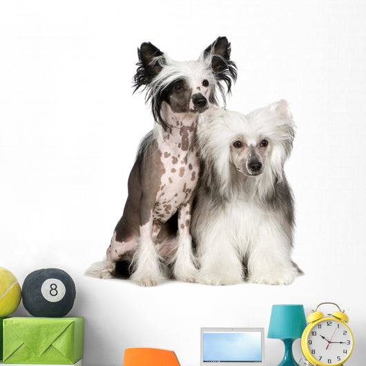 Chinese Crested Dog Powderpuff Wall Decal