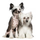 Chinese Crested Dog Powderpuff Wall Decal