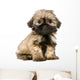 Shih Tzu 10 Weeks Wall Decal