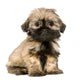 Shih Tzu 10 Weeks Wall Decal
