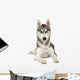 Alaskan Husky Wall Decal