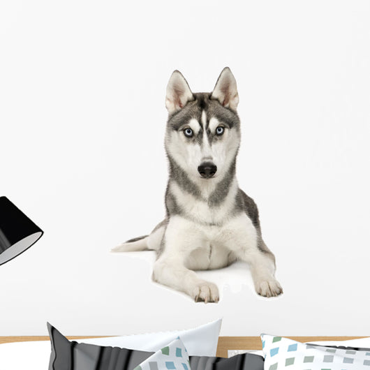 Alaskan Husky Wall Decal