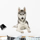 Alaskan Husky Wall Decal