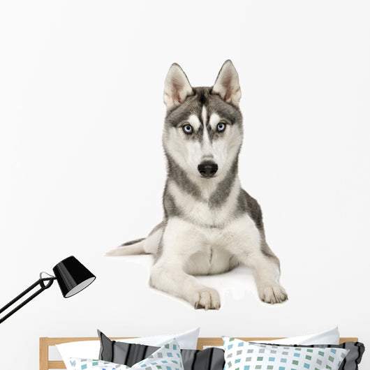 Alaskan Husky Wall Decal
