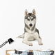 Alaskan Husky Wall Decal
