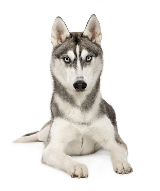 Alaskan Husky Wall Decal
