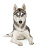 Alaskan Husky Wall Decal