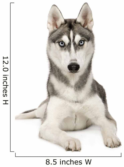 Alaskan Husky Wall Decal
