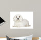 Tulear Cotton 1 Year Wall Decal