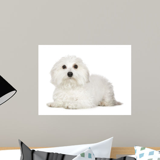 Tulear Cotton 1 Year Wall Decal