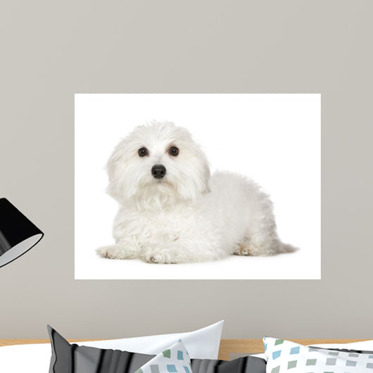 Tulear Cotton 1 Year Wall Decal