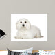 Tulear Cotton 1 Year Wall Decal