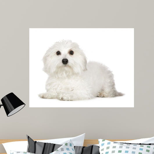 Tulear Cotton 1 Year Wall Decal