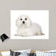 Tulear Cotton 1 Year Wall Decal