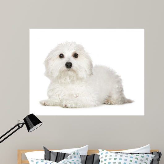 Tulear Cotton 1 Year Wall Decal