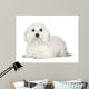 Tulear Cotton 1 Year Wall Decal