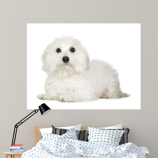 Tulear Cotton 1 Year Wall Decal