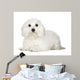 Tulear Cotton 1 Year Wall Decal