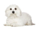 Tulear Cotton 1 Year Wall Decal