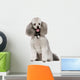 Poodle 2 Years Wall Decal