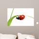 red ladybug 