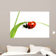 red ladybug 