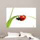 red ladybug 