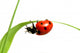 red ladybug 