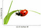 red ladybug 