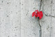 Red Boston Ivy Leaves Wall Decal