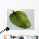 Fruit Soursop Wall Decal